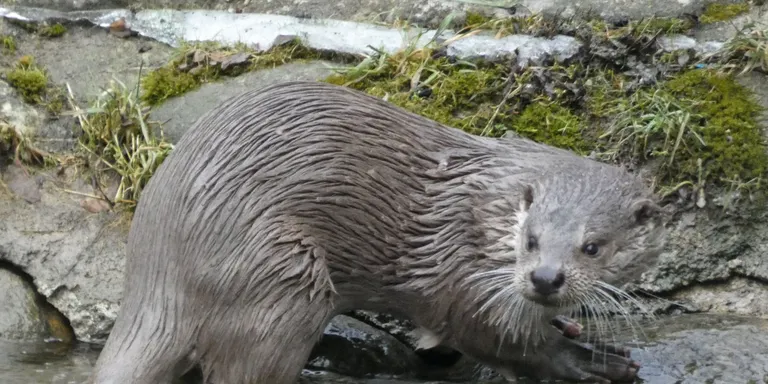 La millora de les riberes fluvials i la disminució de la contaminació porten més llúdrigues al Pirineu