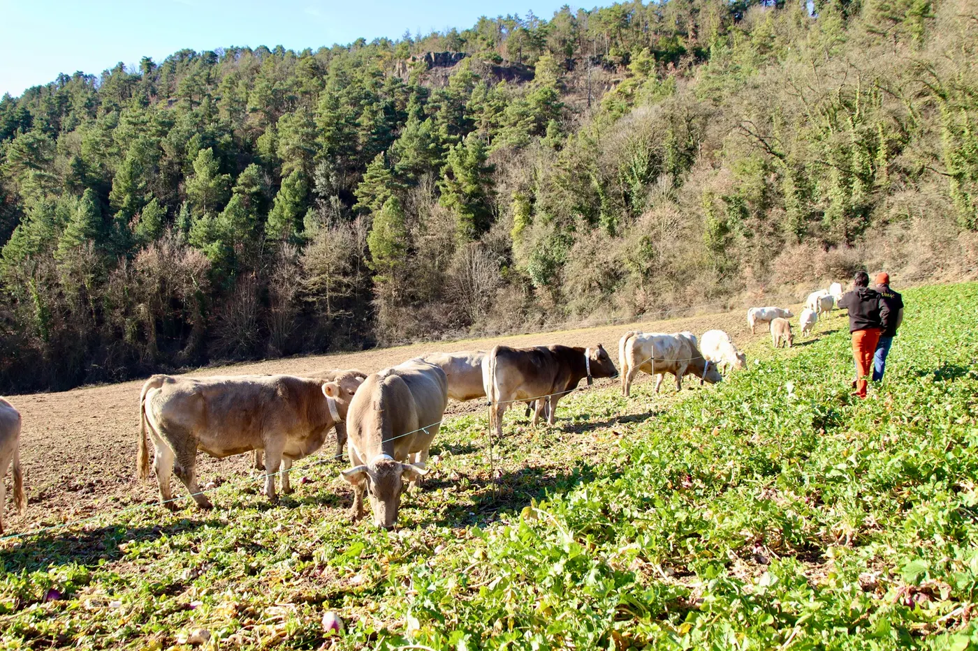 El Departament d'Agricultura posa en marxa un programa de mentories per combatre la falta de relleu generacional al sector primari