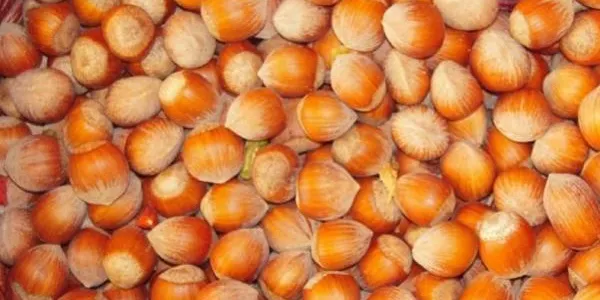 Les cooperatives del Camp de Tarragona es veuen “abocades” a vendre avellana de fora per la falta de producte local