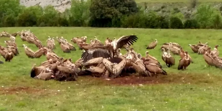 Denuncien nous atacs de voltors contra bestiar viu al Pirineu