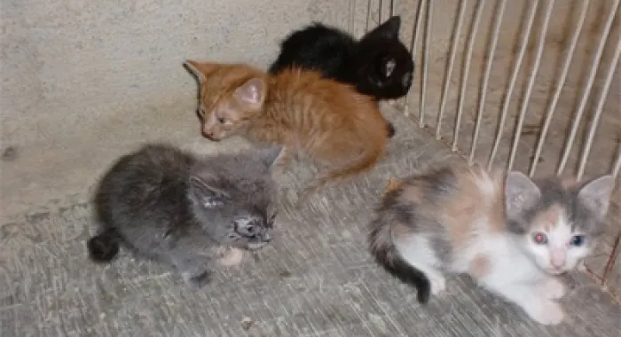 Alguns dels gatets abandonats al refugi d'Arenys (foto: refugi animals d'Arenys)