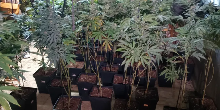 Els Mossos desmantellen una plantació de marihuana en una casa de Santa Eulàlia de Ronçana on s’han localitzat 114 plantes