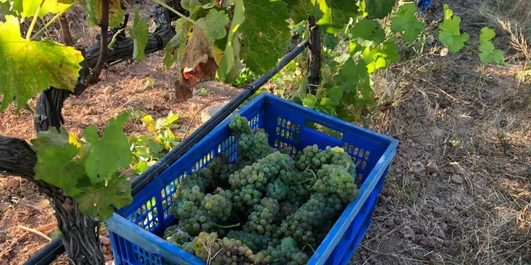 El celler Mas Blanch i Jové inicia la verema en una campanya 'complexa'