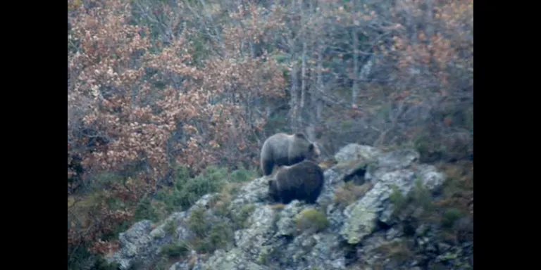 Difonen noves imatges dels cadells d'ós al Parc Natural de l'Alt Pirineu