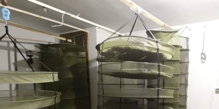 Un detingut a les Valls d'Aguilar per una plantació de marihuana de grans dimensions
