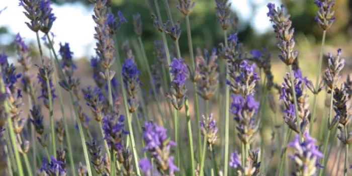 Tres arenyenques volen fer un llibre sobre plantes remeieres