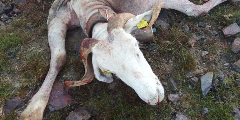 Denunciat un altre atac mortal de l'ós a l'Aran