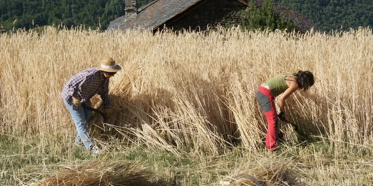 El Parc de l'Alt Pirineu recrea una sega tradicional