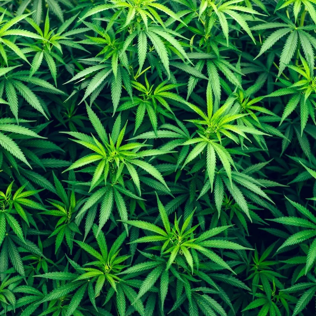 Tres persones detingudes en l’operació de desmantellament de cultiu de marihuana ubicat a l’interior d’una nau al polígon industrial de Torrefarrera.