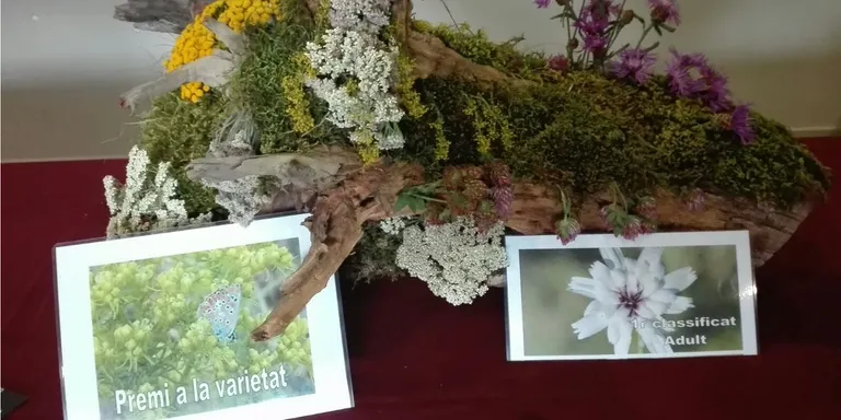 Llívia organitza els concursos de Rams de Flors de Muntanya i de Fotografia de Flora Cerdana