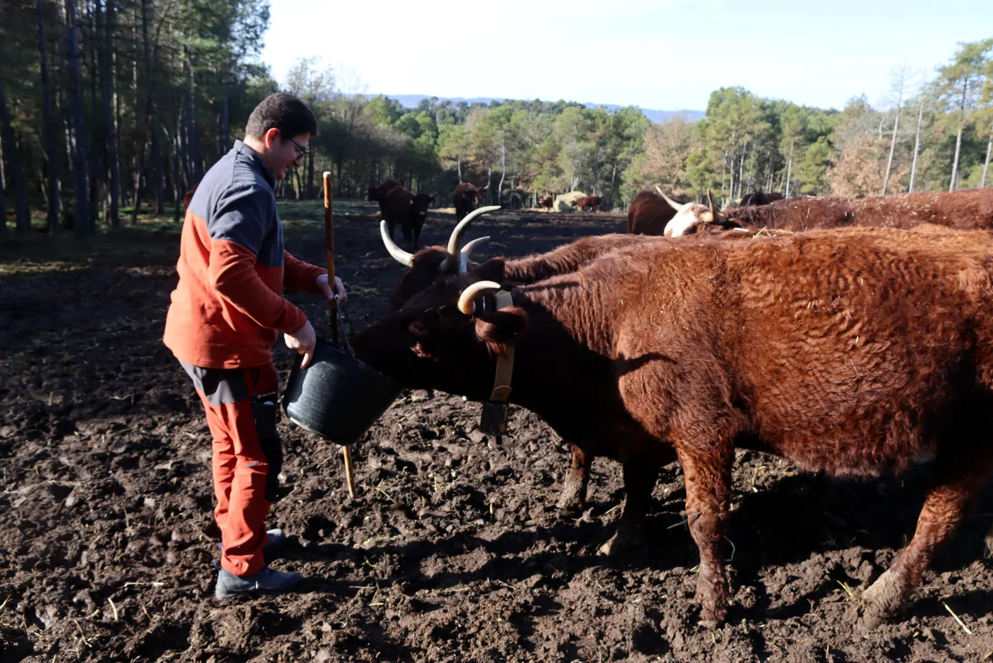 L'explotació de Navès afectada per un positiu de tuberculosi bovina porta el cas a la via penal per evitar matar les 30 vaques del ramat