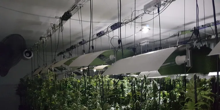 Els Mossos intervenen 3.500 plantes de marihuana a una nau del polígon Rubí Sud