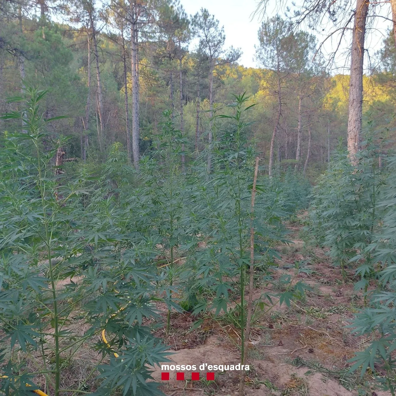 Els Mossos detenen dos homes que tenien tres camps de cultiu de marihuana a la Ribera Salada