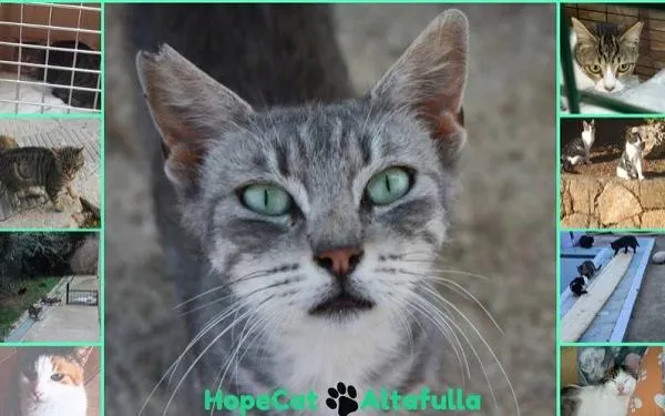 Foto: Hopeland