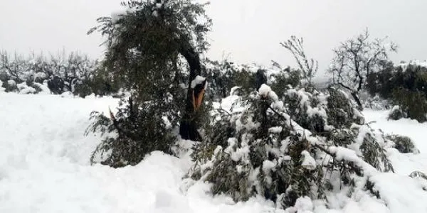 Unió de Pagesos alerta de danys molt importants en oliveres i de la dificultat per accedir a les finques després del temporal