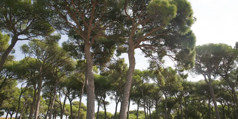 L’Ajuntament de Cambrils fa el tractament de la processionària a més de 3.450 pins