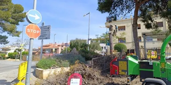 Es tala el pi en mal estat que es trobava en l'accés a l'aparcament de les piscines d'Altafulla