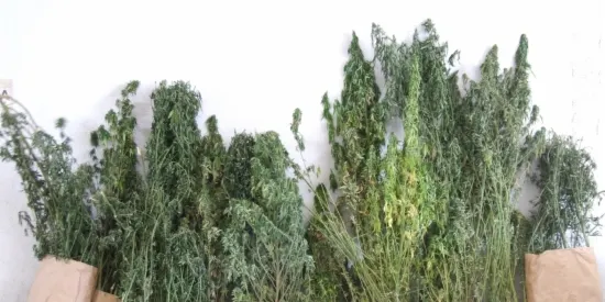 Comís de tabac i alcohol per valor de prop de 30.000 € al coll de la Gallina