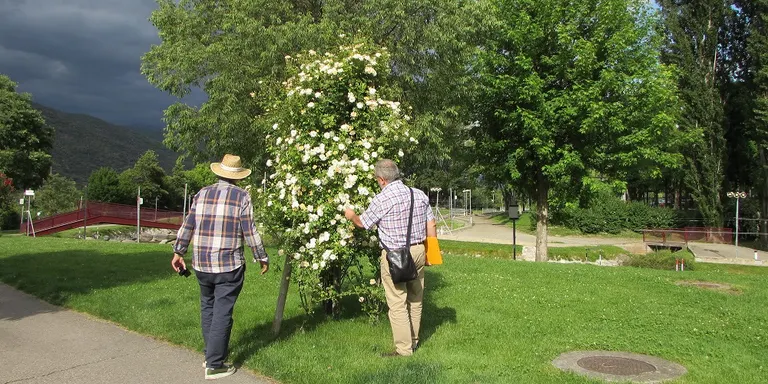 Viles Florides avalua l'enjardinament i els espais verds de la Seu d'Urgell
