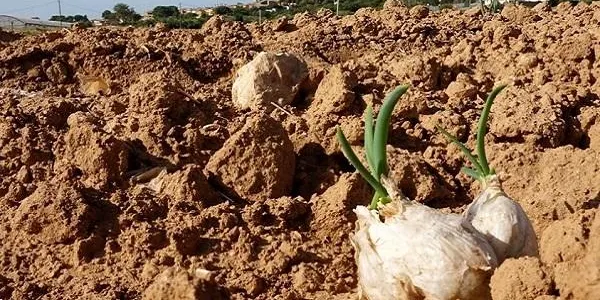 Els Germans Blanch d’Altafulla comencen la collita del calçot amb la previsió d'arribar a 1’5 milions de cebes