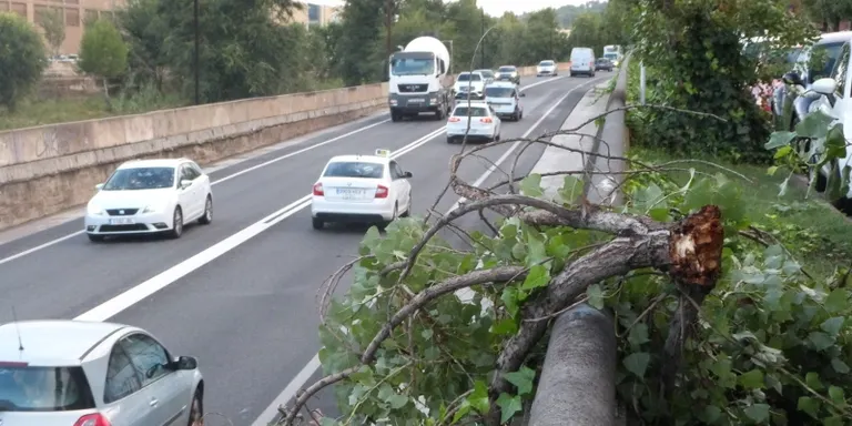 Diversos arbres caiguts durant aquesta nit a causa del temporal de pluja i vent