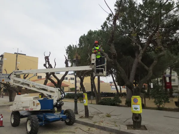 La poda de l'arbrat viari ha començat avui dilluns