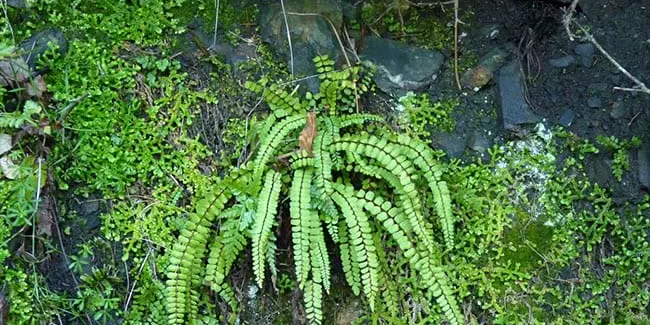La riera de Pineda: cultura i natura. Passejada guiada