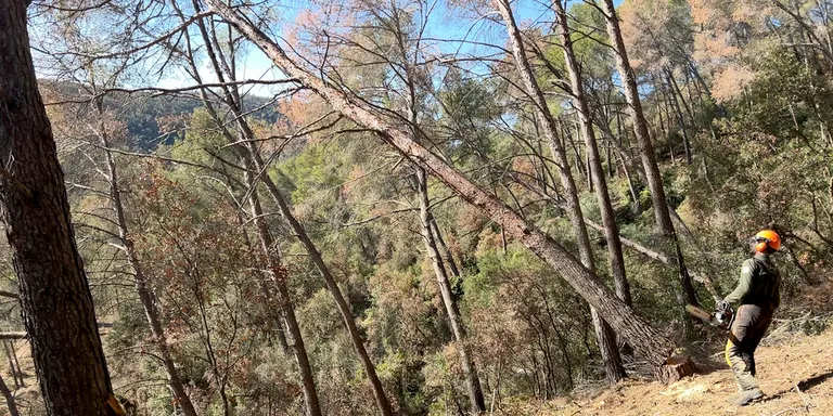 La campanya d'incendis es podria avançar a l'abril per la sequera