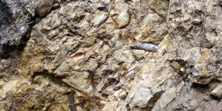 Comencen els treballs per extreure l'esquelet d'un petit vertebrat a Coll de Nargó
