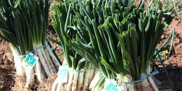 Valls ja ho té tot a punt per a la Gran Festa de la Calçotada d’aquest diumenge