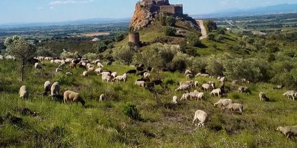 Pastors del Camp de Tarragona denuncien el robatori de més de 300 caps de bestiar aquest 2024