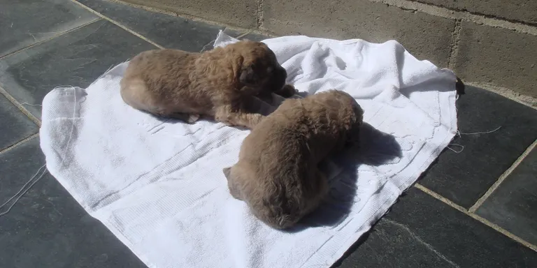 El refugi d'animals de Benavarre fa una crida urgent per a l'adopció de set cadells abandonats