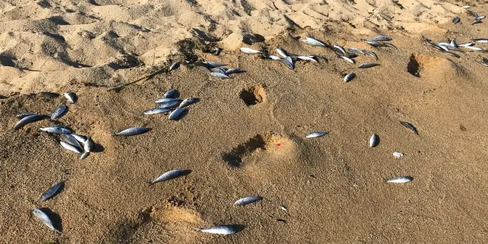 Apareixen peixos morts a les platges de la Musclera i la Picòrdia