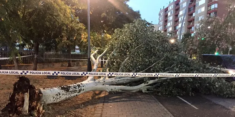 El fort vent fa ver caure ahir dimecres fins a 7 arbres