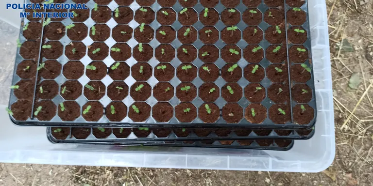 Desmantellen un cultiu de 279 plantes de marihuana i un altre amb 4.000 llavors germinades a Lloret de Mar