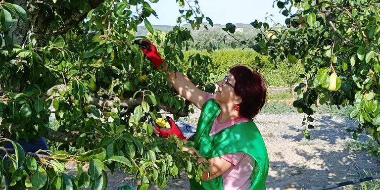 La Fundació Espigoladors recull més de 1.000 quilos de peres i en destina una part a Creu Roja Cambrils