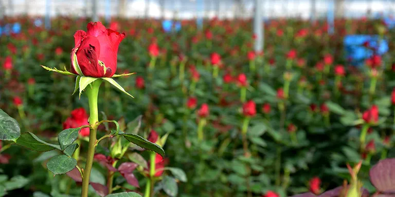 El Mercat de la Flor, preparat per vendre més de 7 milions de roses vermelles i 400.000 de grogues