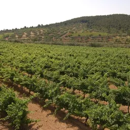 Vinyes Janine, DO Tarragona - episode art