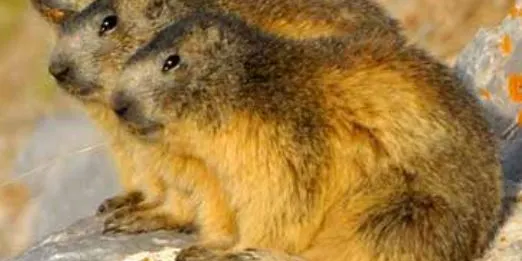 Un equip de recerca europeu constata que les marmotes es comuniquen mitjançant dialectes