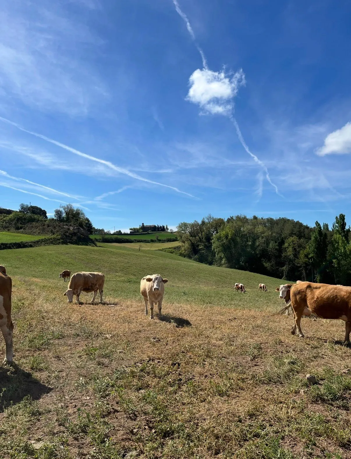 La jornada tècnica de la Fira se centrarà en la gestió de males herbes tòxiques en pastures i extensius