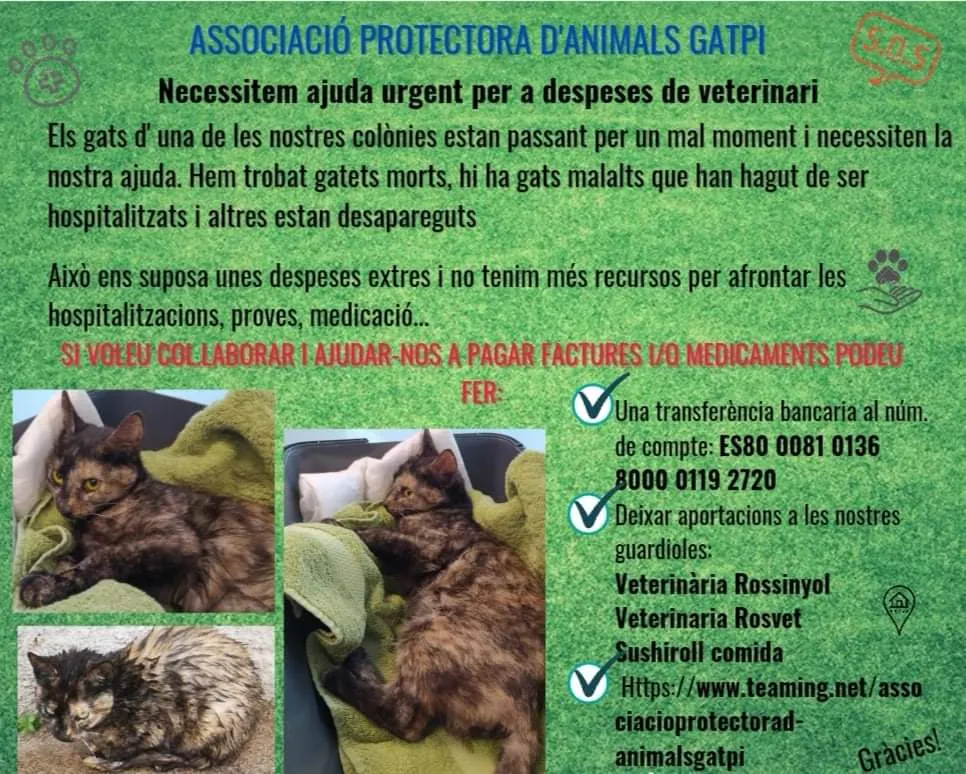 L'Associació GATPI de Pineda alerta que han aparegut gats morts i malalts a Pinemar
