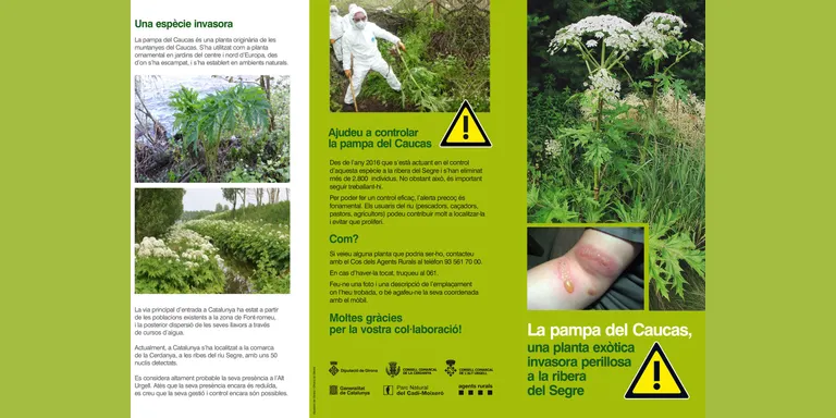 Comencen els treballs per eradicar una planta exòtica invasora a la llera del riu Segre