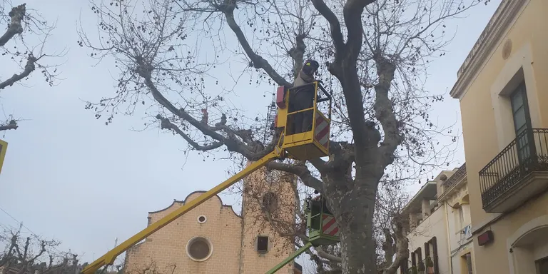 Aquests dies fa la poda dels plàtans de la Riera i la Plaça, tal com fixa la renovació del Pla de Poda 2021-2024
