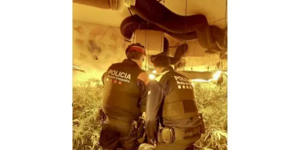 Detenen dos homes i desmantellen una plantació de marihuana en un xalet de Roda de Berà