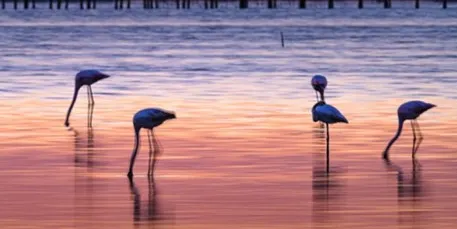 Una mostra fotogràfica trasllada la bellesa del Delta de l’Ebre a la Torre del Port de Cambrils