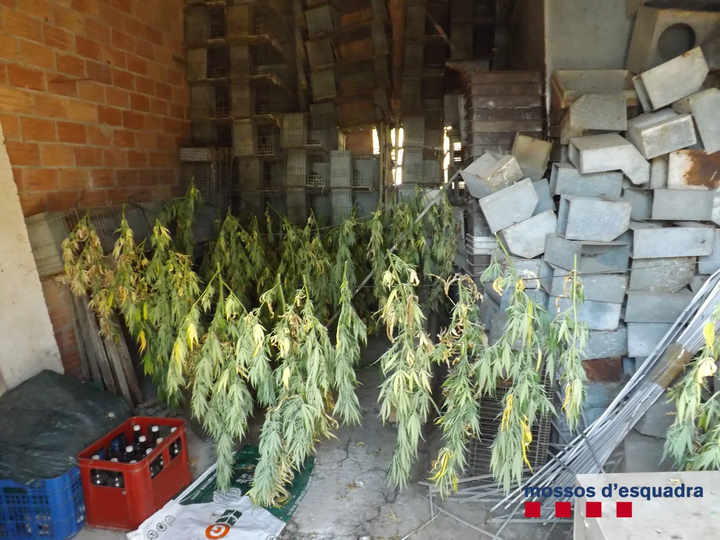 Ingressen a presó dues persones per tenir més de 400 plantes de marihuana en una masia de Riner