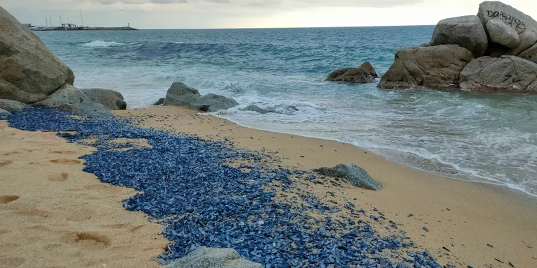 'Les barquetes de Sant Pere' arriben a les platges arenyenques