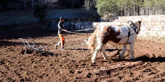 Traginers del Pirineu recupera la tracció animal en treballs forestals, agrícoles o de porteig al Pallars