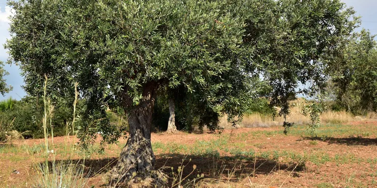 Bones previsions de collita de l'oliva al Morell