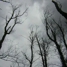 Amics Arbres - La mort de l'om 25/4/2024 - episode art